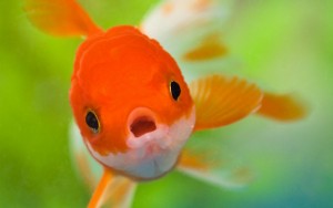 Cyprinidae_Goldfish-animal_photo_wallpaper_1920x1200