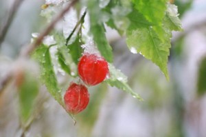 小雪