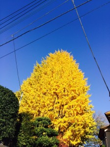 年末年始休診のお知らせ